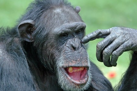 This topic enables students to consider Darwin's work. chimp in thought
